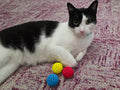 Soft Rubber Cat Ball - Multicolor 6-Pack